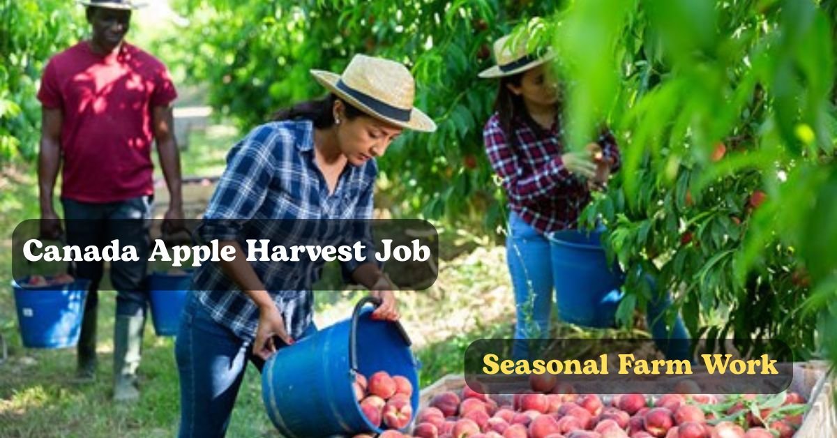 Canada Apple Harvest Job 2025: Seasonal Farm Work