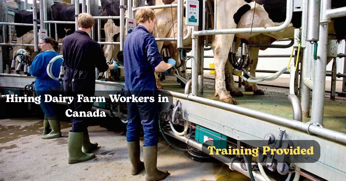 Hiring Dairy Farm Workers in Canada - Training Provided